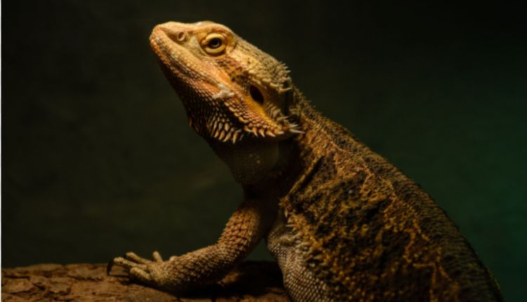 Black Bearded Dragons For Sale Guide To Choosing The Right One